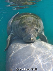 Manatee photo taken in Homosassa Springs, FL. by Barbara Toll 